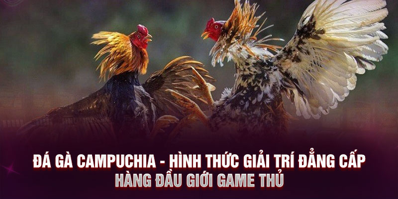 Đá gà Campuchia - Hình thức giải trí đẳng cấp hàng đầu giới game thủ